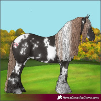 Horse Color:White Spotted Liver Chestnut 