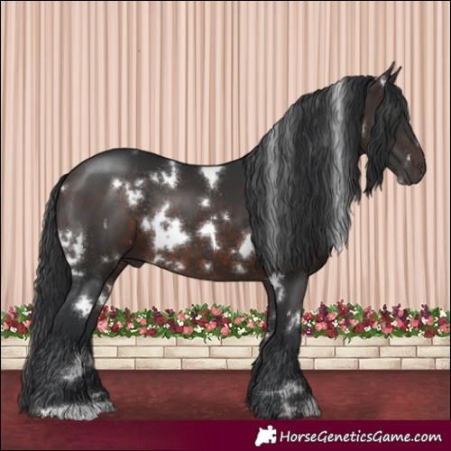 Horse Color:White Spotted Brown