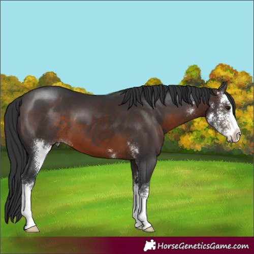 Horse Color:Brown Sabino 