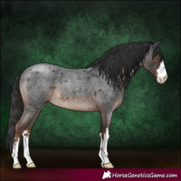 Horse Color:Liver Red Roan