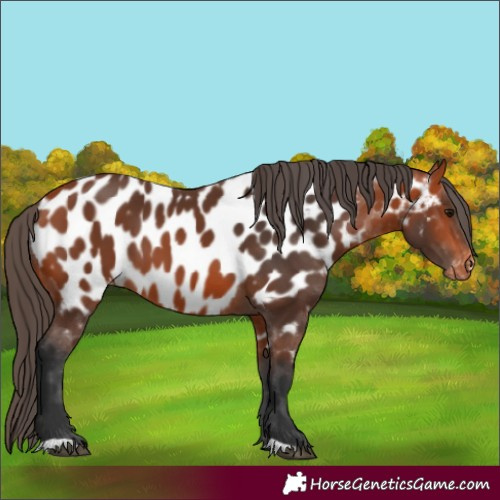 Horse Color:Bay Appaloosa 