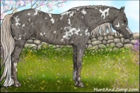 Horse Color:White Spotted Chocolate Palomino Ice 