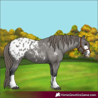 Horse Color:Grullo Appaloosa 