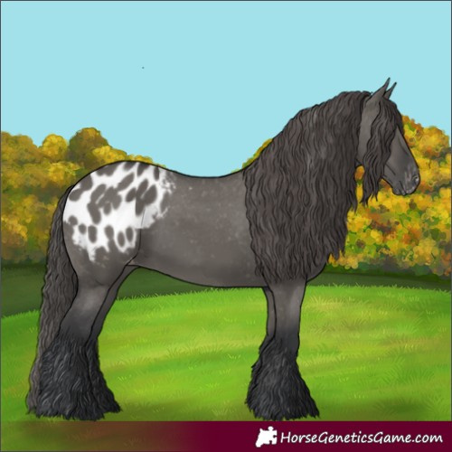 Horse Color:Grullo Appaloosa 