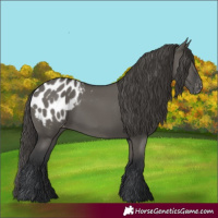 Horse Color:Grullo Appaloosa 