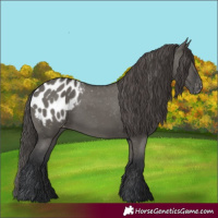 Horse Color:Grullo Appaloosa