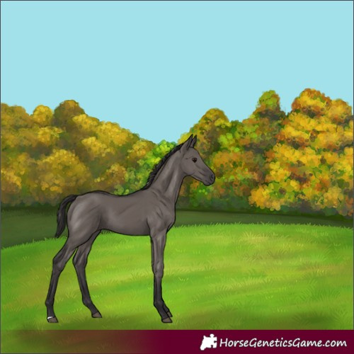 Horse Color:Smoky Grullo 