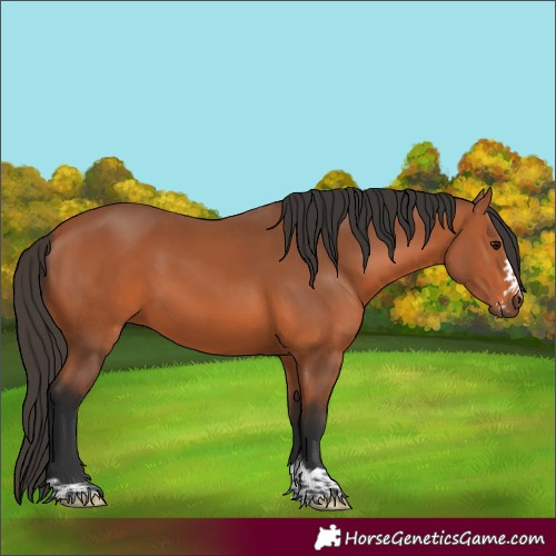 Horse Color:Bay 