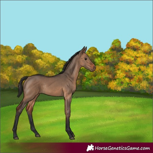 Horse Color:Bay Dun Rabicano 
