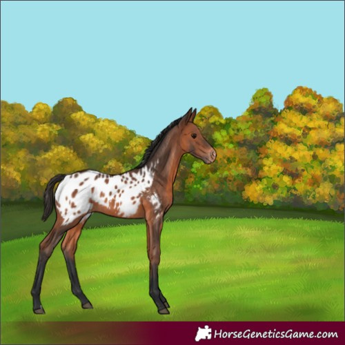 Horse Color:Bay Appaloosa Rabicano 