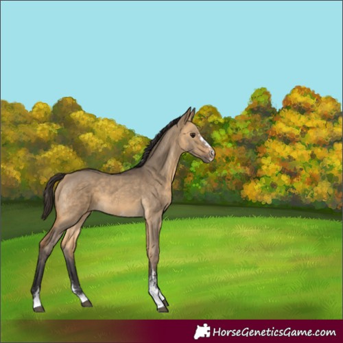 Horse Color:Buckskin Dun Sabino 