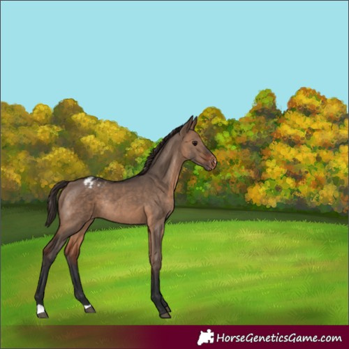 Horse Color:Brown Dun Appaloosa Rabicano 