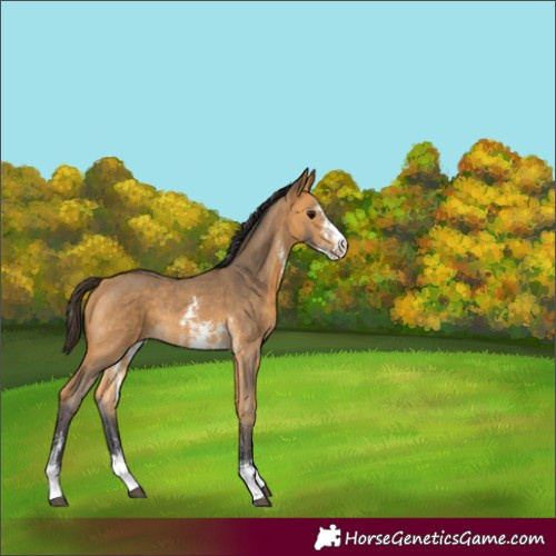 Horse Color:Buckskin Sabino Rabicano 