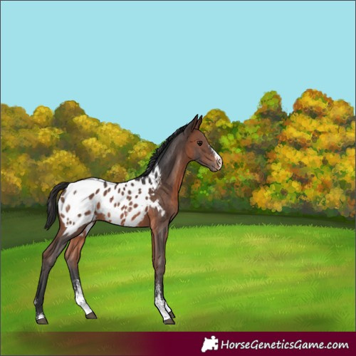Horse Color:Brown Sabino Appaloosa Rabicano 