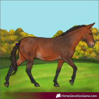 Horse Color:Bay 