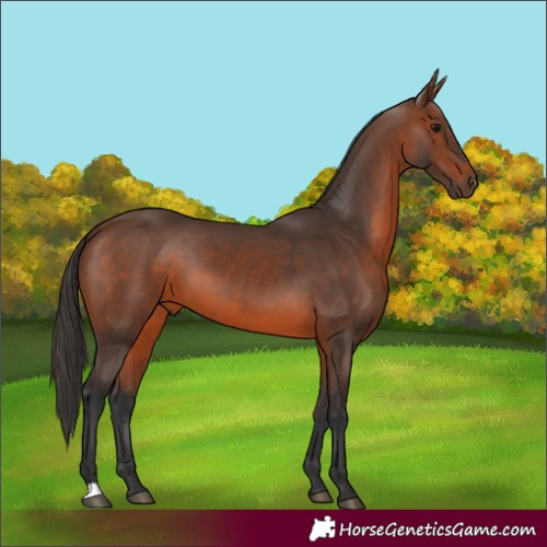 Horse Color:Brown 