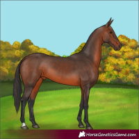 Horse Color:Brown 
