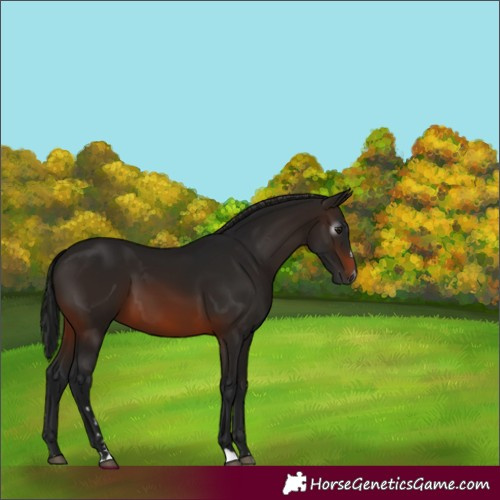 Horse Color:Gray Brown 