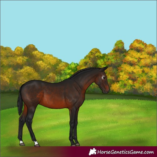 Horse Color:Gray Brown 