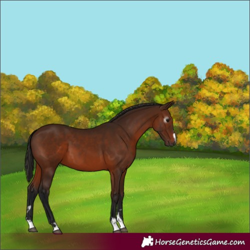 Horse Color:Gray Bay 
