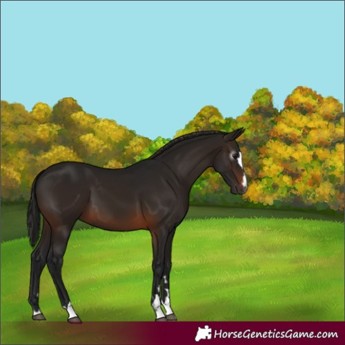 Horse Color:Gray Bay 