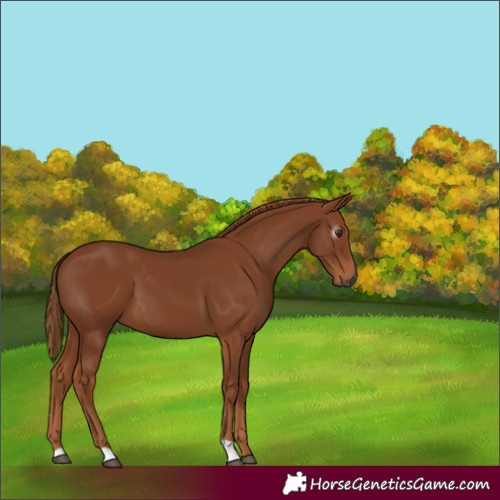 Horse Color:Gray Chestnut 