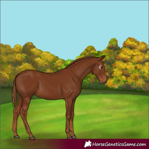 Horse Color:Gray Chestnut 