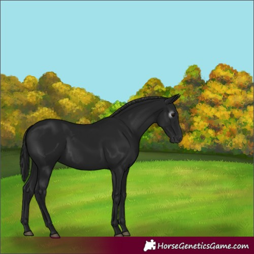 Horse Color:Gray Black 