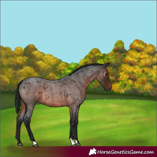 Horse Color:Gray Bay Roan 