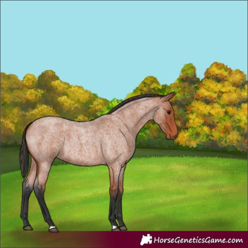 Horse Color:Bay Roan 
