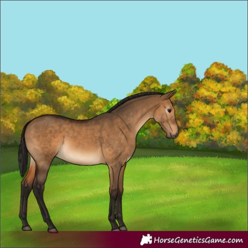 Horse Color:Gray Bay Dun 