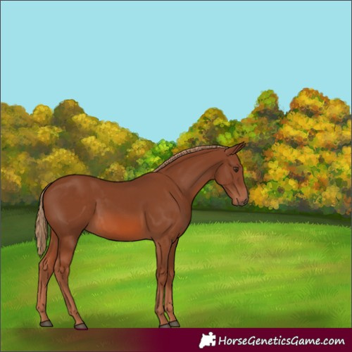 Horse Color:Chestnut 