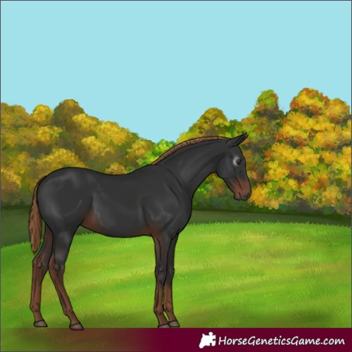 Horse Color:Gray Liver Chestnut 