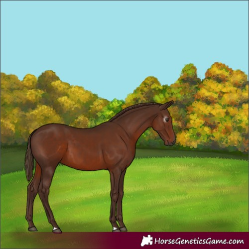 Horse Color:Gray Chestnut 