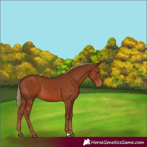 Horse Color:Chestnut 