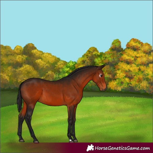 Horse Color:Gray Bay 