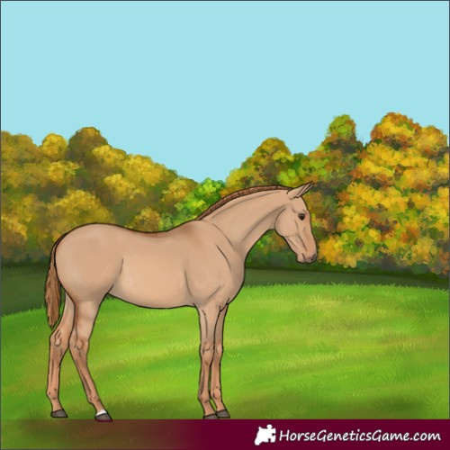 Horse Color:Red Dun 