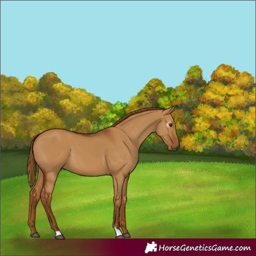 Horse Color:Gray Red Dun 