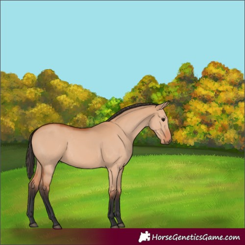 Horse Color:Bay Dun 