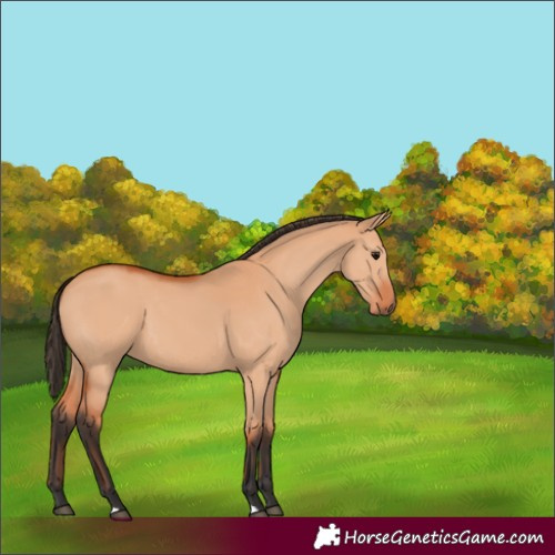 Horse Color:Bay Dun 