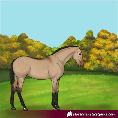 Horse Color:Gray Bay Dun 