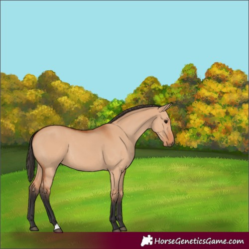 Horse Color:Bay Dun 