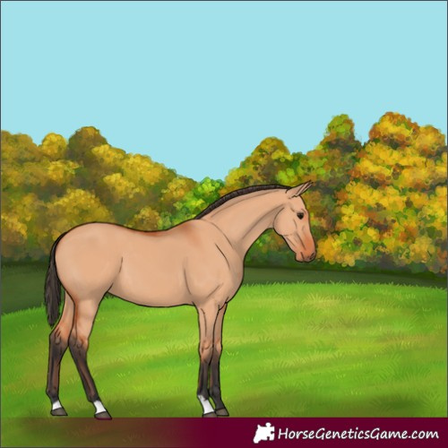 Horse Color:Bay Dun 