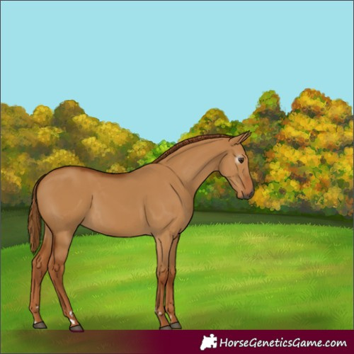 Horse Color:Gray Red Dun 