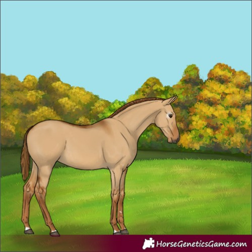 Horse Color:Gray Red Dun 