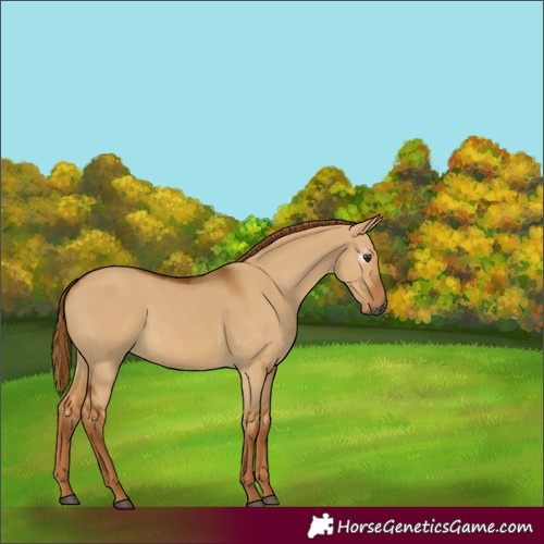 Horse Color:Gray Red Dun 