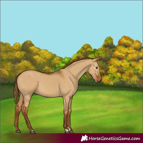 Horse Color:Gray Red Dun 