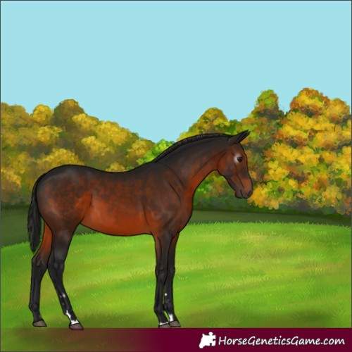 Horse Color:Gray Brown 