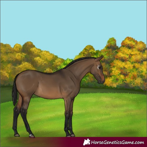 Horse Color:Gray Bay Dun 