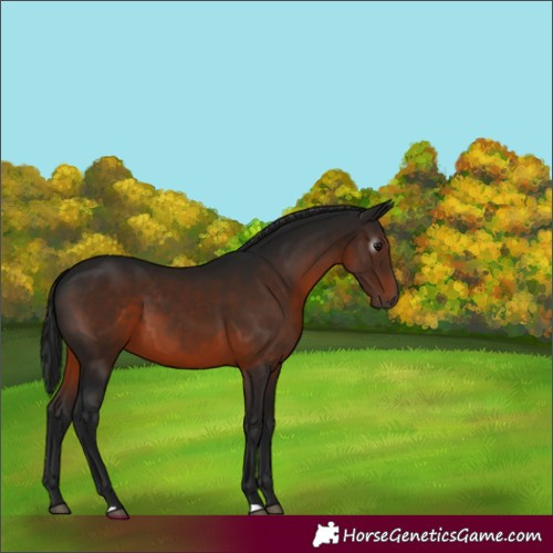 Horse Color:Gray Bay 